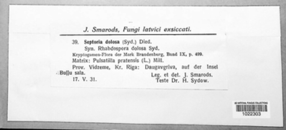 Septoria dolosa image